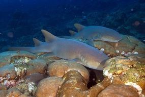 underwater sharks near the reef