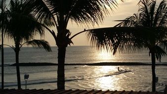 palm trees at sunset, bali