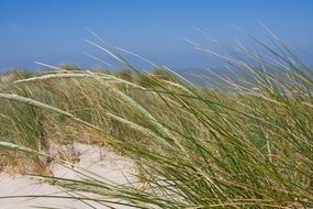 sand dunes in green grass by the ocean