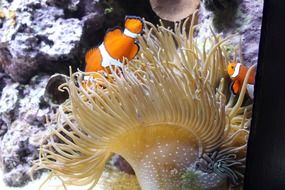aquarium anemonefish