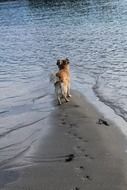 Dog on the sand