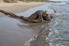 sea log