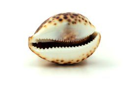 seashell for aquarium on white