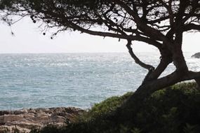 Single tree in mallorca