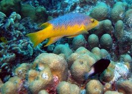 bright fish in the underwater ocean world