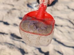 jellyfish in a plastic shovel on a north sea beach