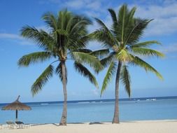 two beach palms trees