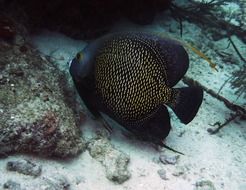 black angelfish scuba diving