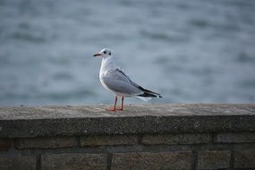 seagull on stone fence sea aback