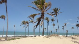 Amazing palm trees