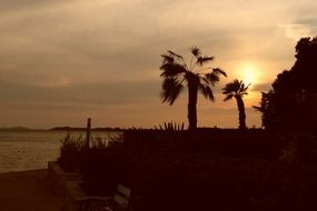 silhouettes of trees on the beach at sunset