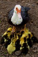 duck with cute yellow chickens
