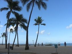 morning palm tree beach in hawaii scene