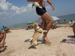 small dog play on the beach