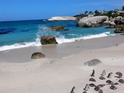 flock of penguins on the sea coast
