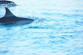 wonderful dolphin sea