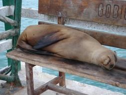 dead seal on bench at water