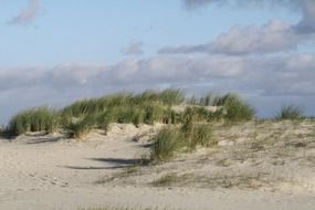 green plant on the dunes near the north sea