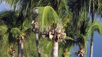 tops of exotic palms