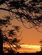 branches at beautiful golden sky