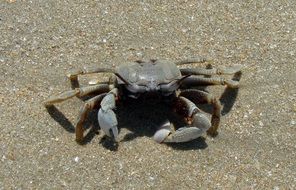 awesome crab