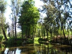 picturesque river in Xochimilco