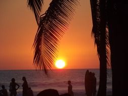 palm tree beach sunset