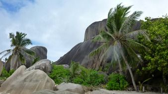 seychelles palm trees