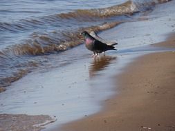 wild pigeons on the beach