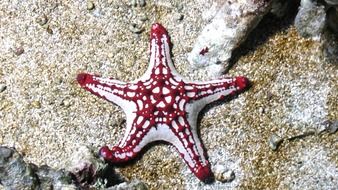 sea starfish