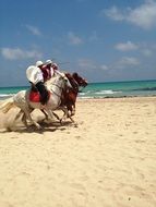 Bedouins on horseback in Tunisia