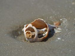 seashell in wet sand close up