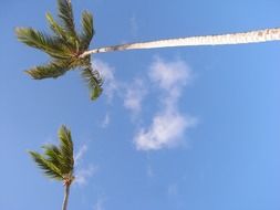 bottom view of high palm trees at sky