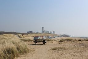 grass among dunes on a sandy beach