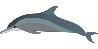 Picture of dolphin