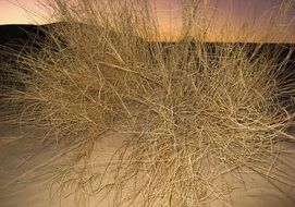 wonderful desert sand with plants