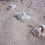 conch shells