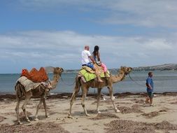 tourist and camel travel in australia