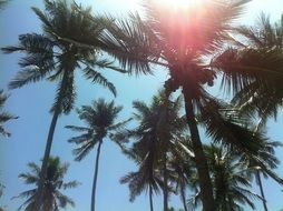 Palms in Thailand