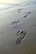 footprints in the wet sand