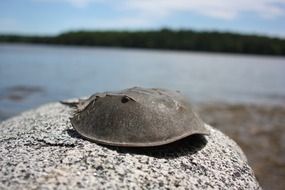 horseshoe crab on the stone