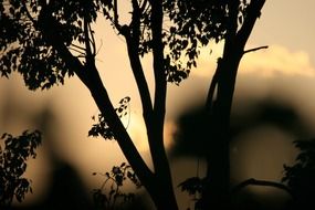 glow tree silhouette sunset