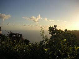 green plants on the coast in Madeira