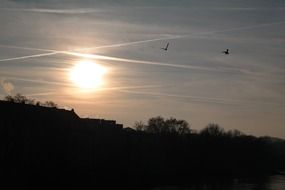 birds in the sunset sky