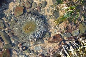 anemone in sea water