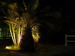 Palm tree on beach