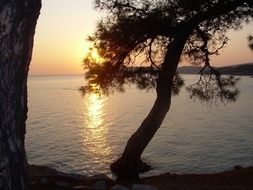 sunset above sea behind pine tree, greece, thassos