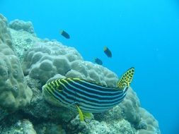 fish near reef in the maldives