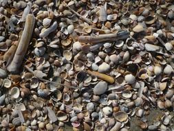 mussels on the beach of the north sea