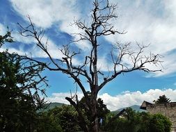 dead tree among green trees